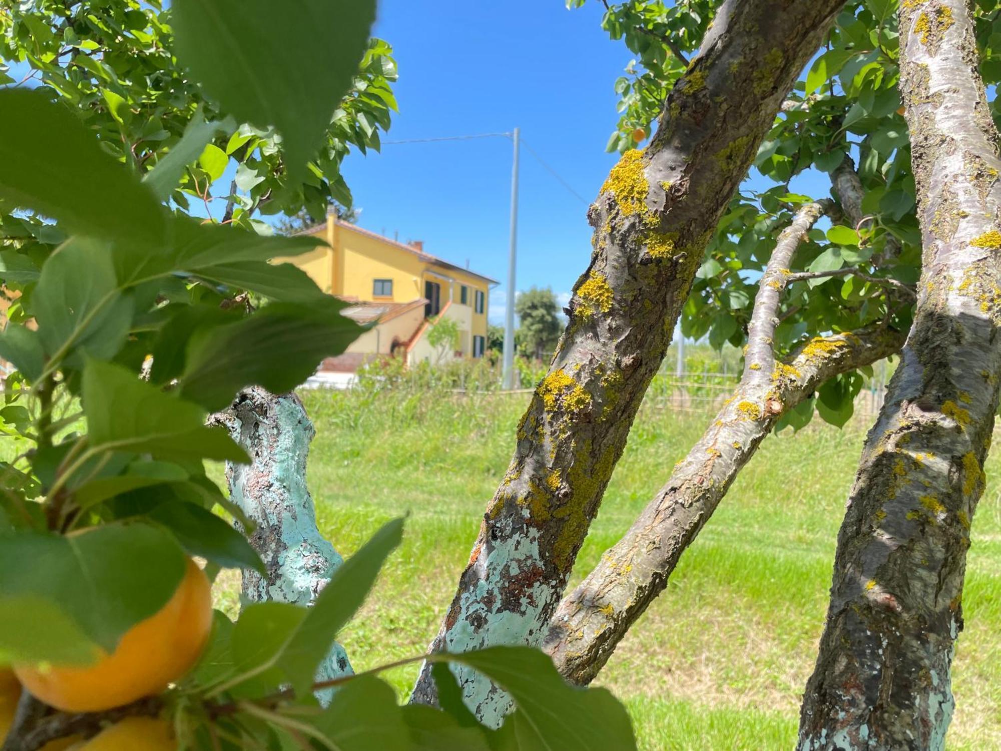 Il Leccio Agriturismo Fiorino Eksteriør bilde