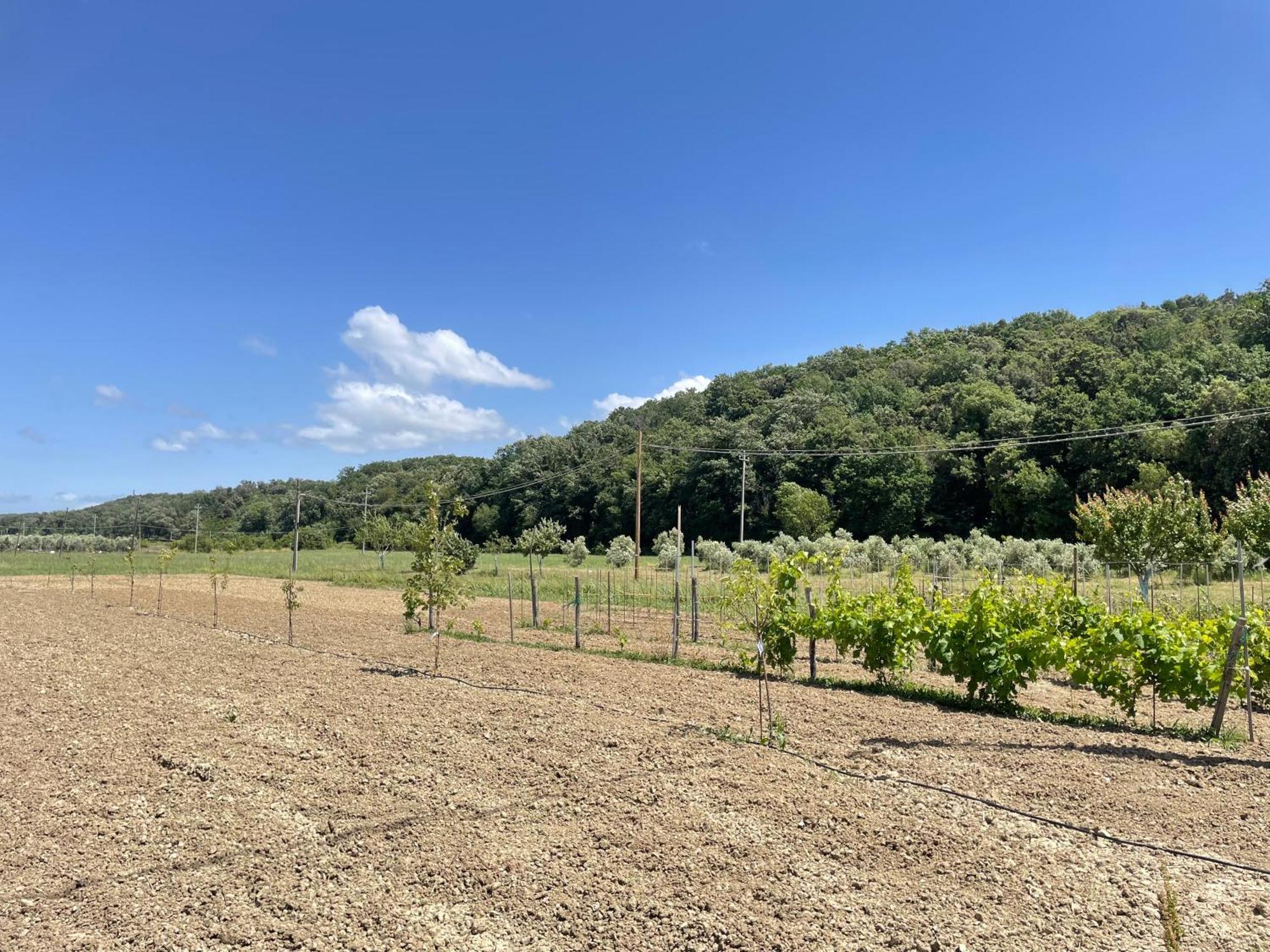 Il Leccio Agriturismo Fiorino Eksteriør bilde