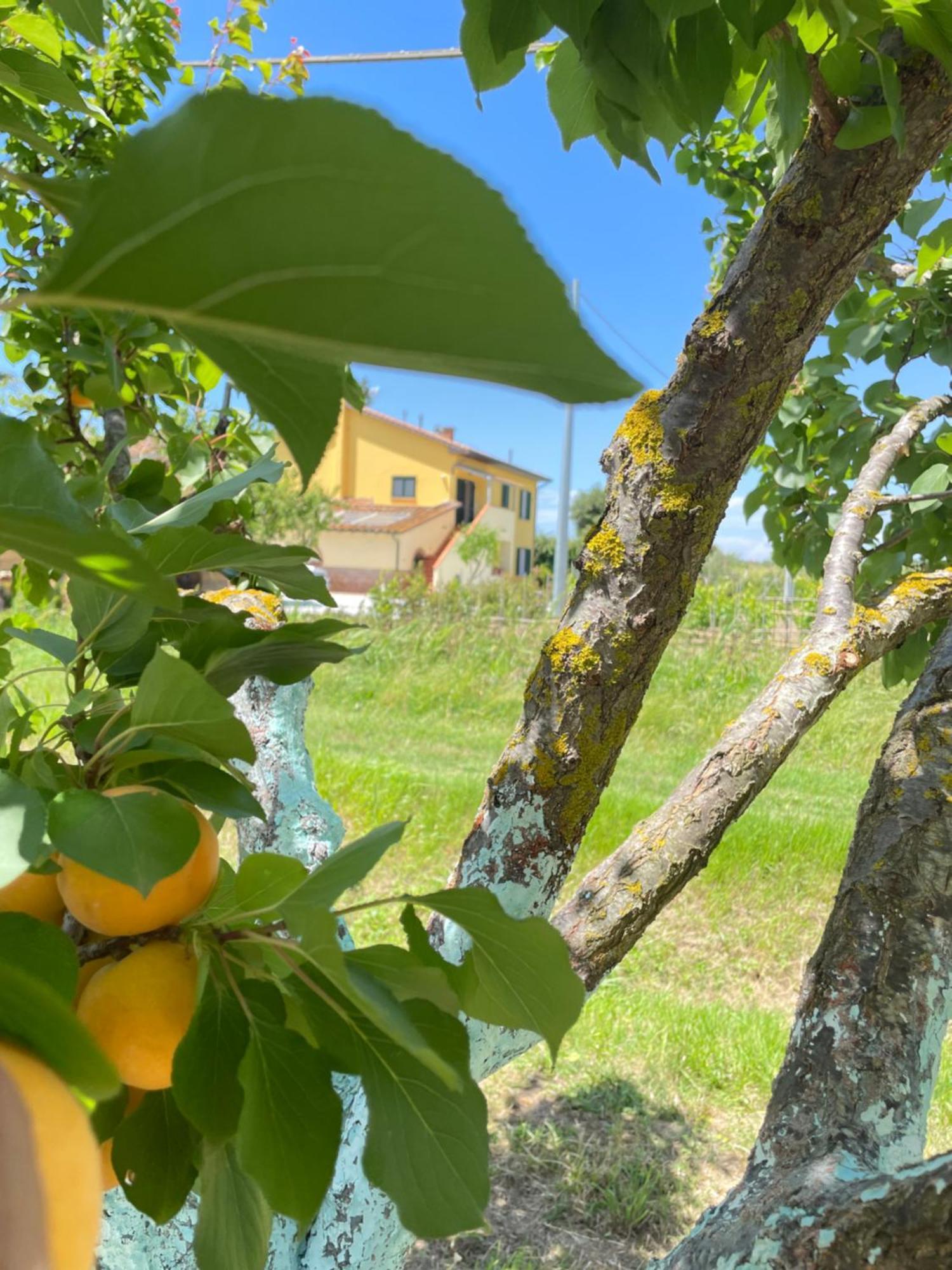 Il Leccio Agriturismo Fiorino Eksteriør bilde