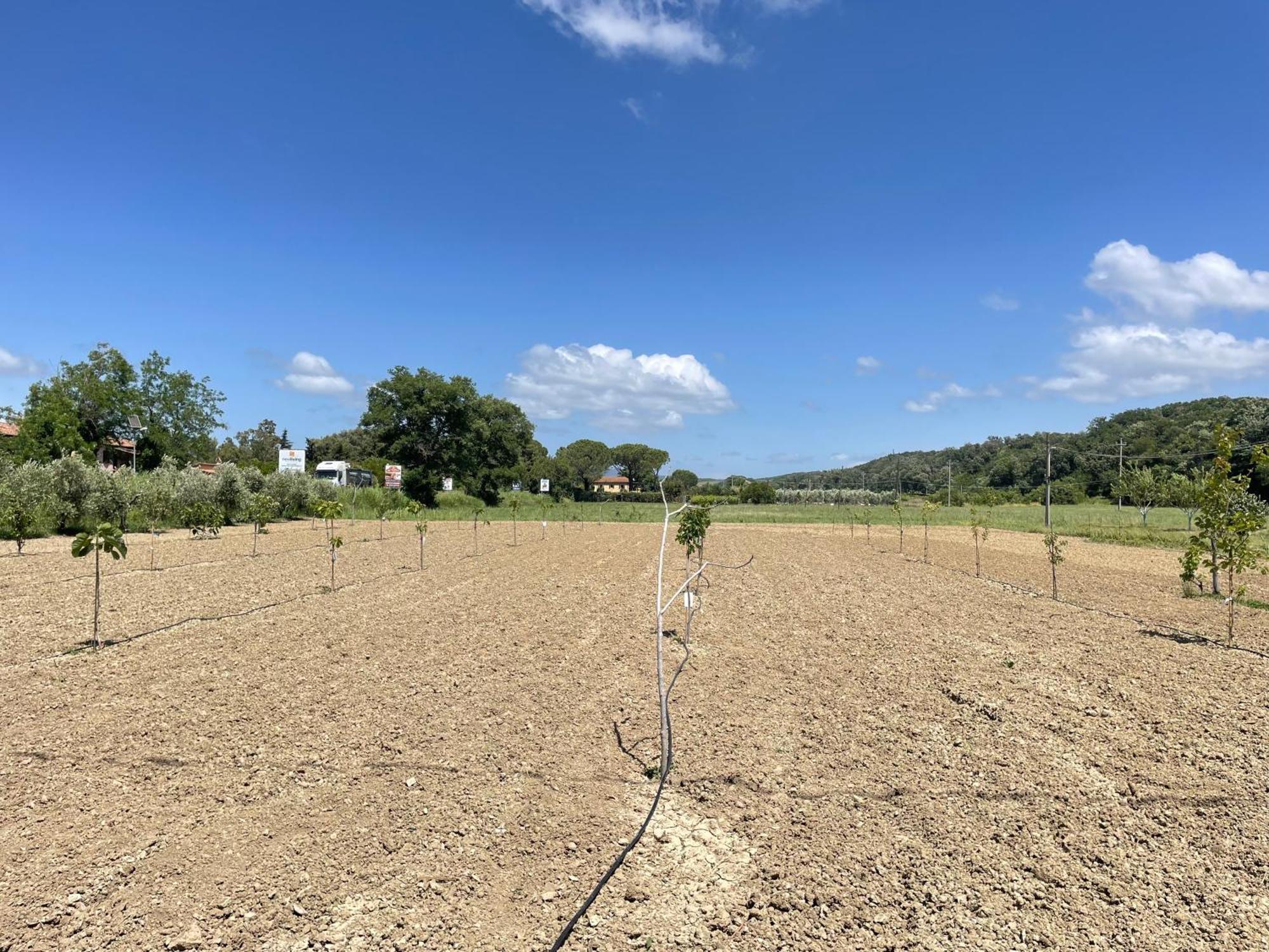Il Leccio Agriturismo Fiorino Eksteriør bilde