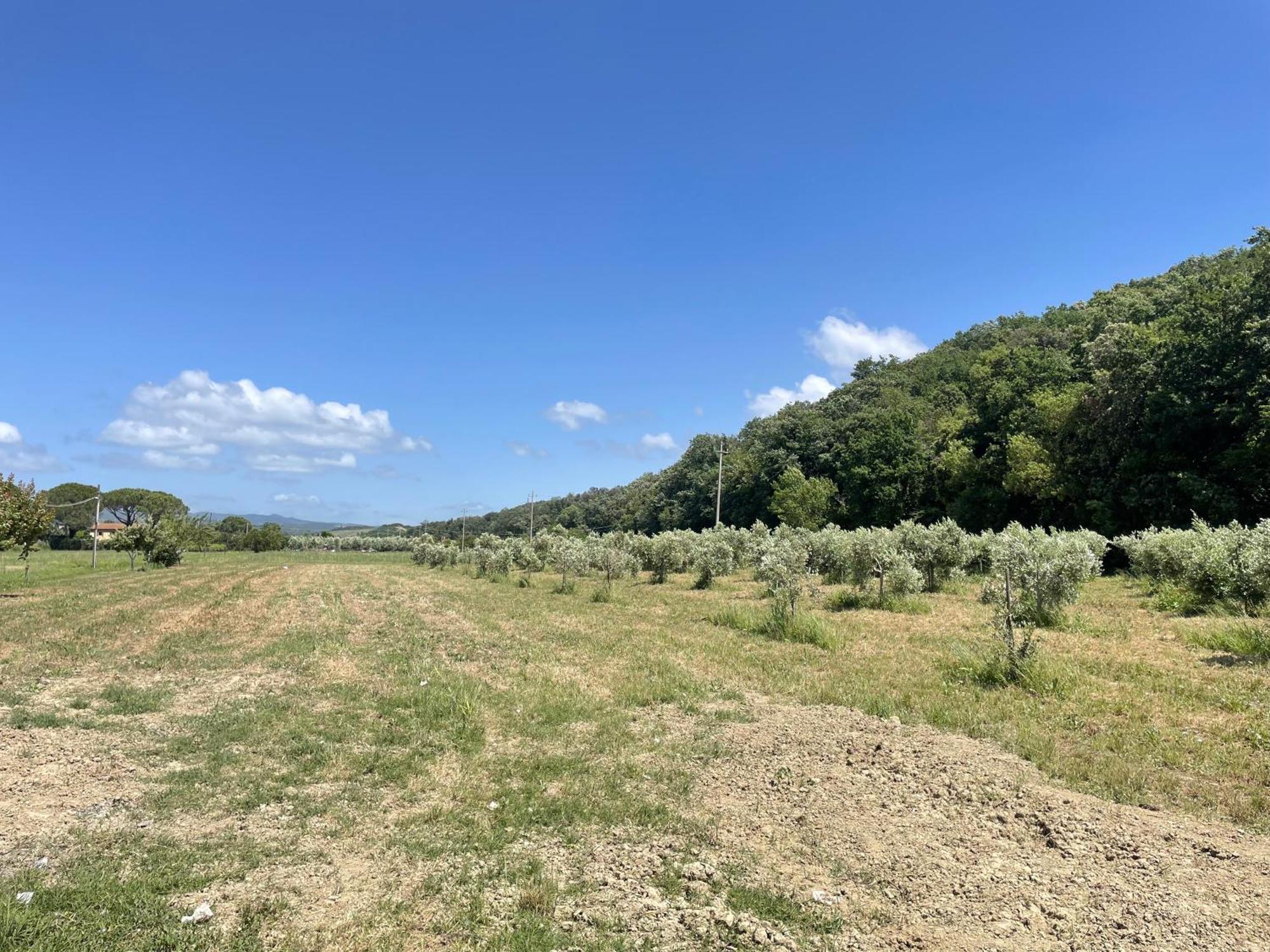 Il Leccio Agriturismo Fiorino Eksteriør bilde